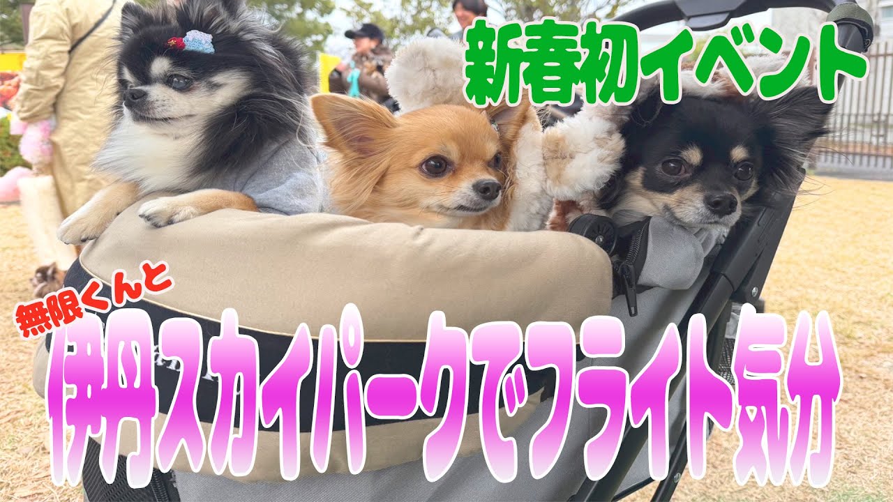 新春初イベント！チワワがいっぱい集合♡