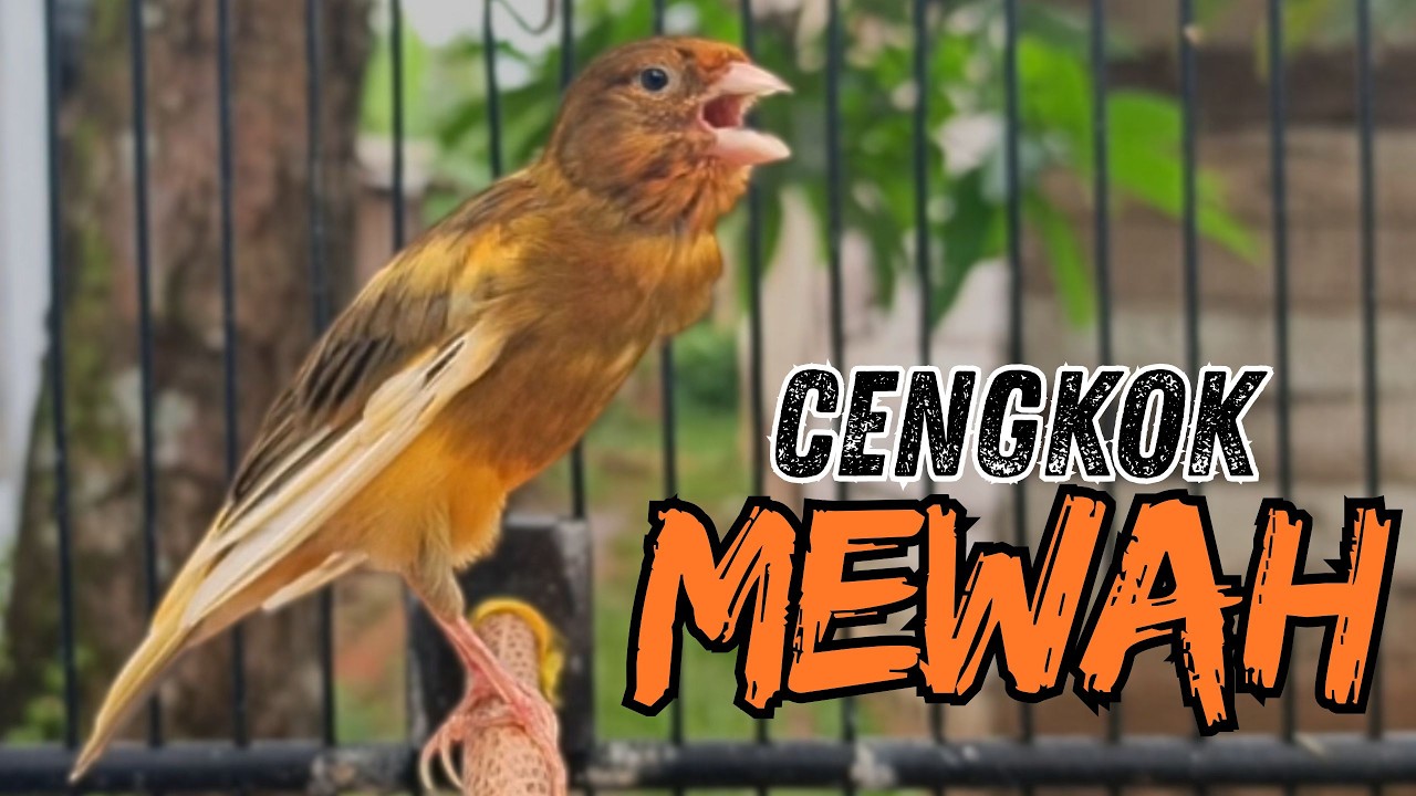 Sekali Putar Langsung Nyaut! Pancingan & Terapi Kenari Macet Bunyi Jadi Gacor Dor !!