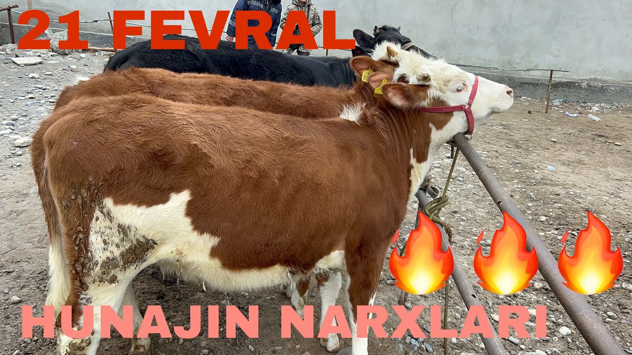 UCHKOPRIK MOL BOZORI YOSH HUNAJIN NARXLARI👍👍👍 21 02 2026✅✅✅