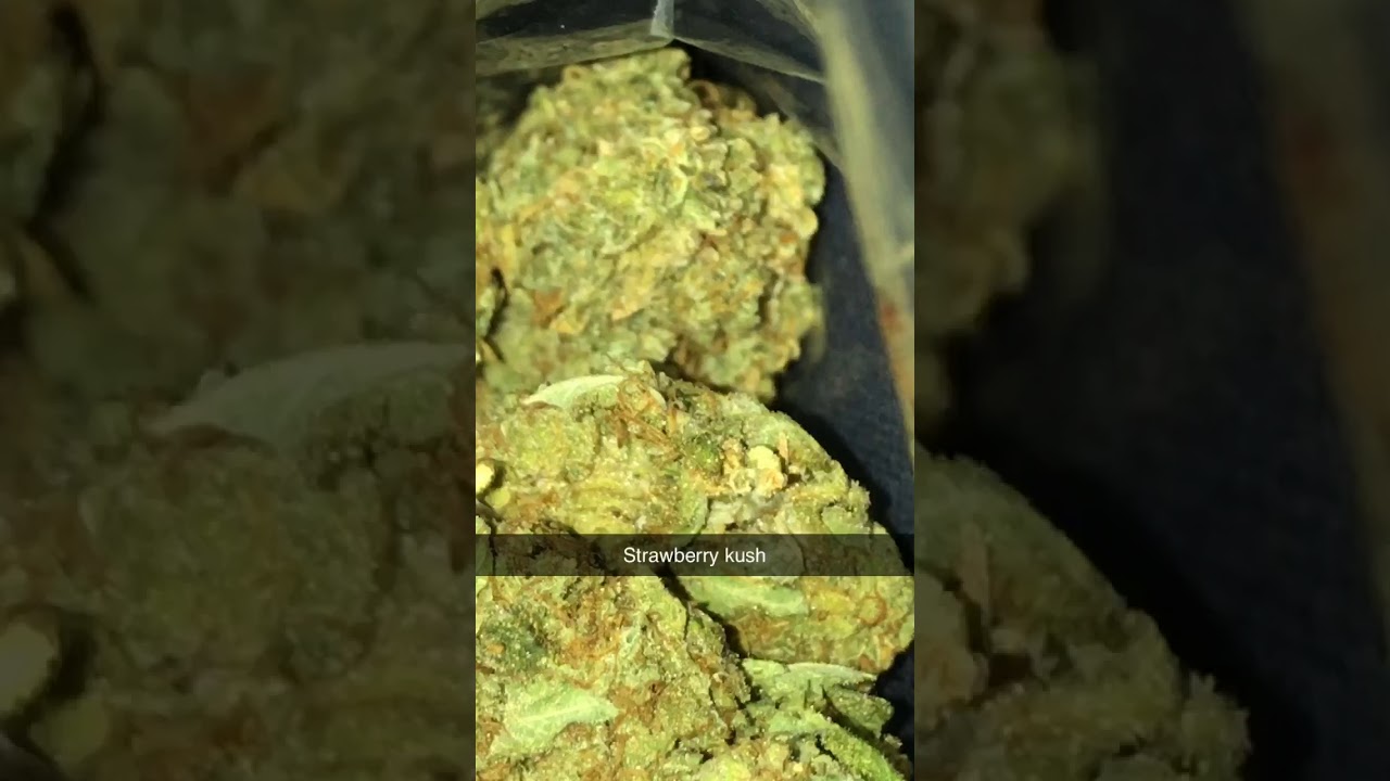 Uk grown strawberry kush cannabis strain