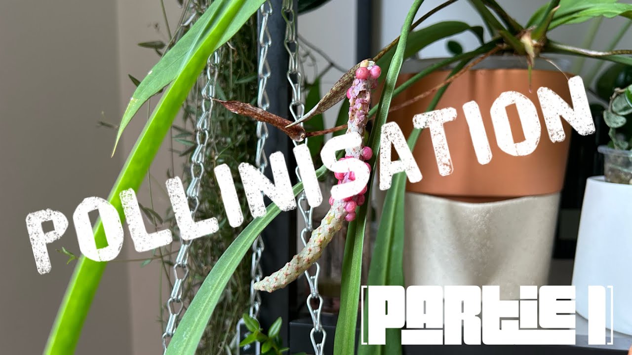 POLLINISATION D'ANTHURIUM (PARTIE 1)