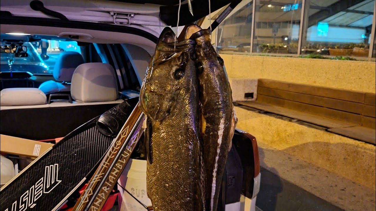 2 Groupers at sunset with a Boat overhead...26.12.2025.