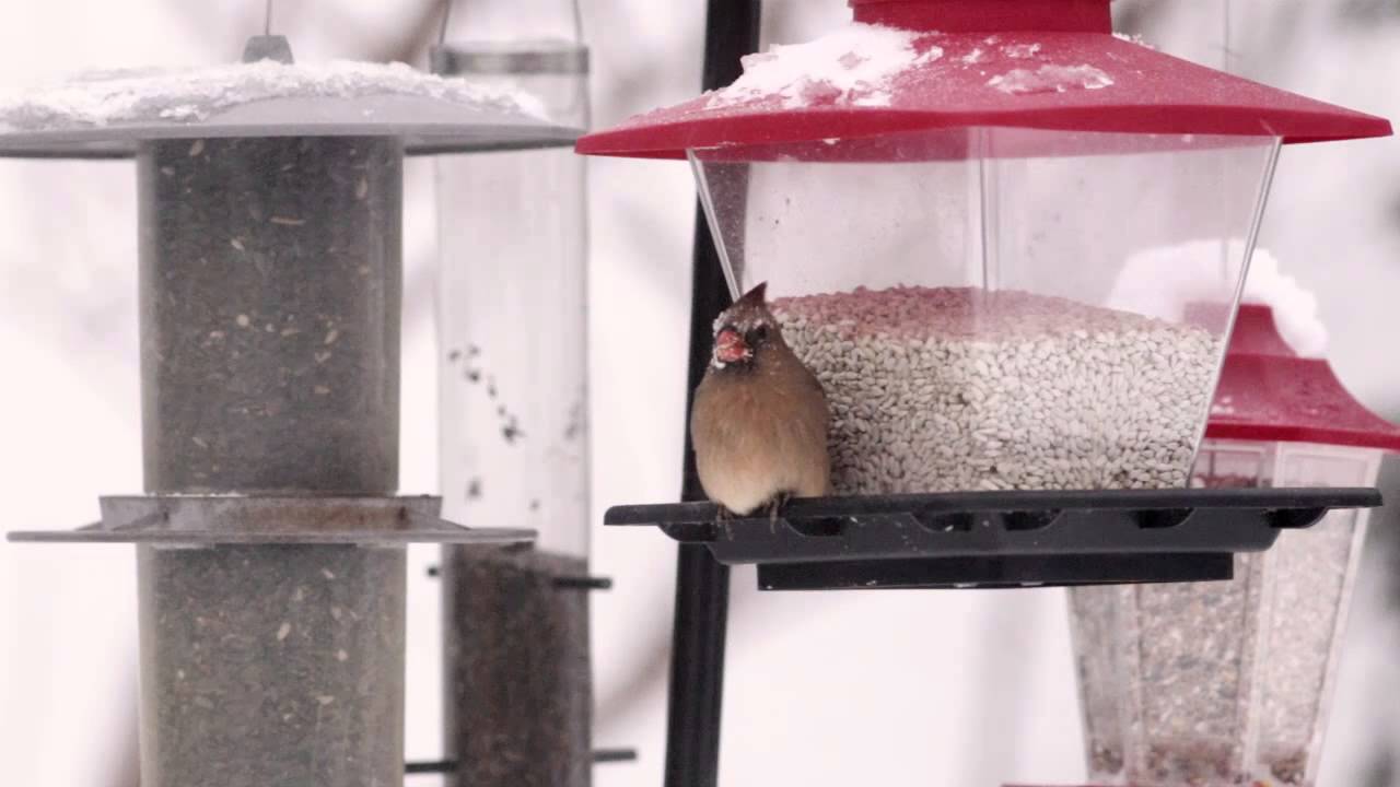 Northern Cardinal female eating safflower seeds. Québec, Canada