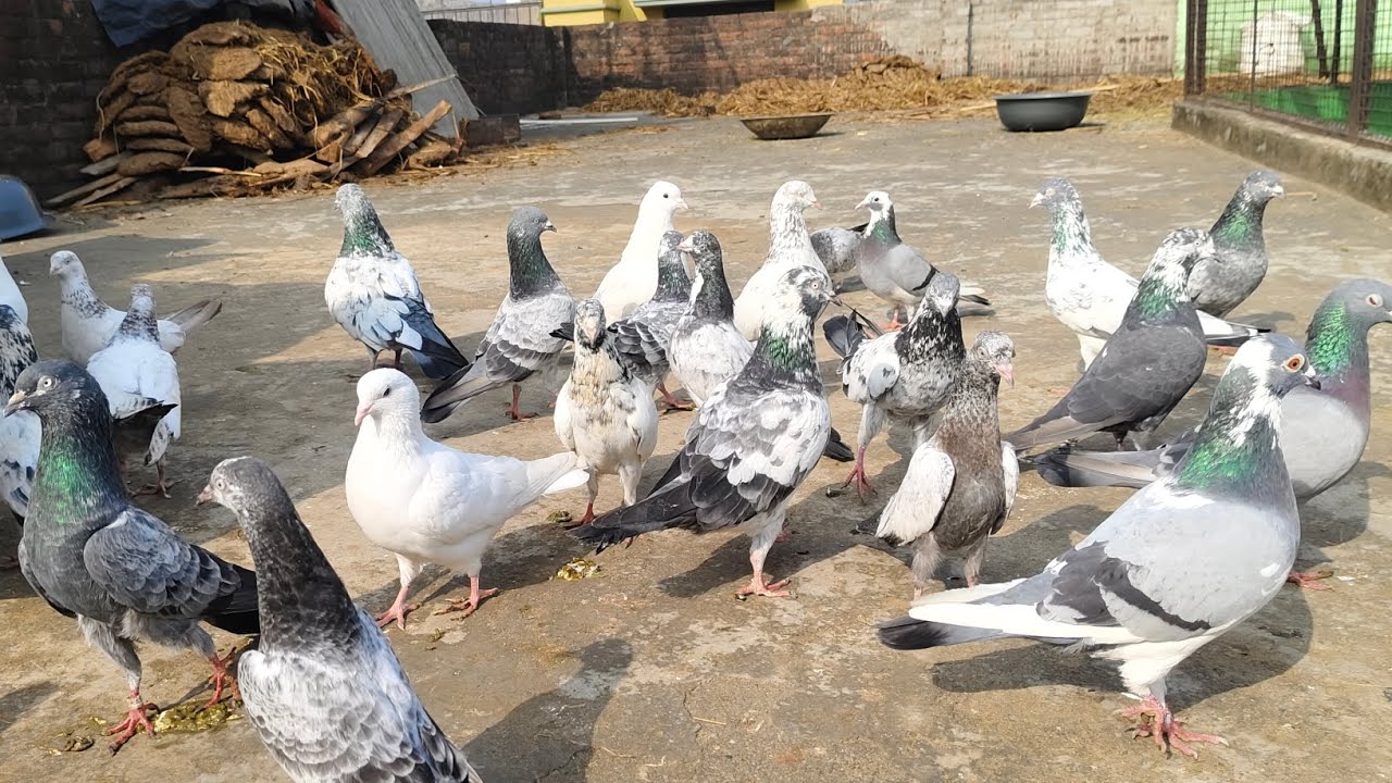Pigeon 🐦 lovers 💖 only shok 😍