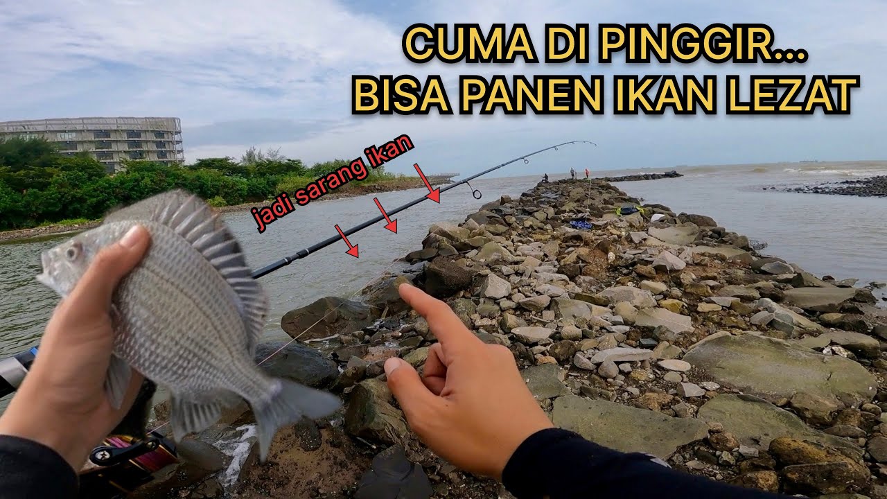 PEMULA WAJIB COBA ‼️ Di Pinggiran Sini Jadi Sarang Ikan Patik