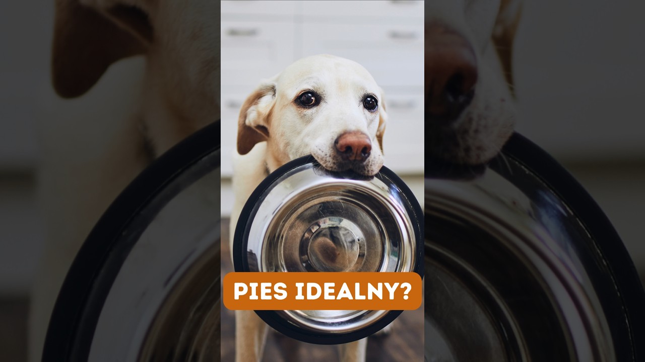 Dlaczego cały świat kocha Labradory?