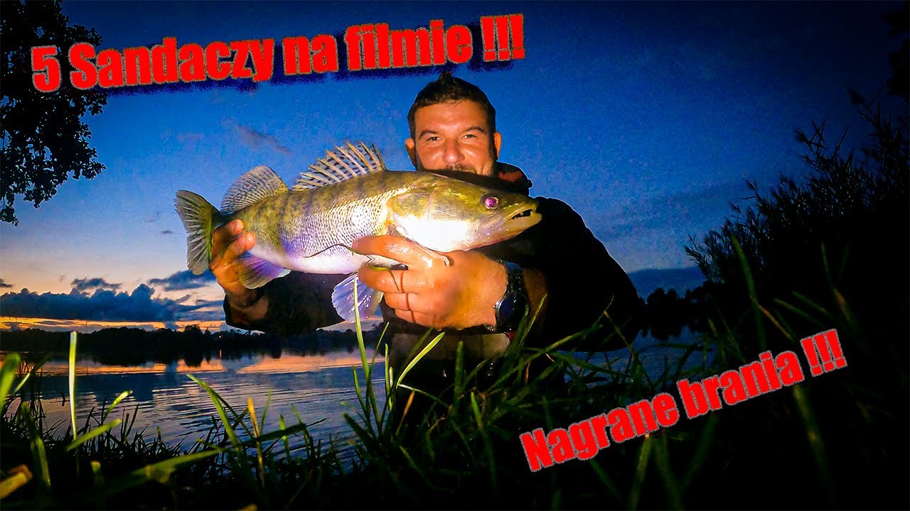 Sandacze z kaszubskiego jeziora | Łowienie sandaczy z brzegu | Jezioro Somińskie | Odc. 15
