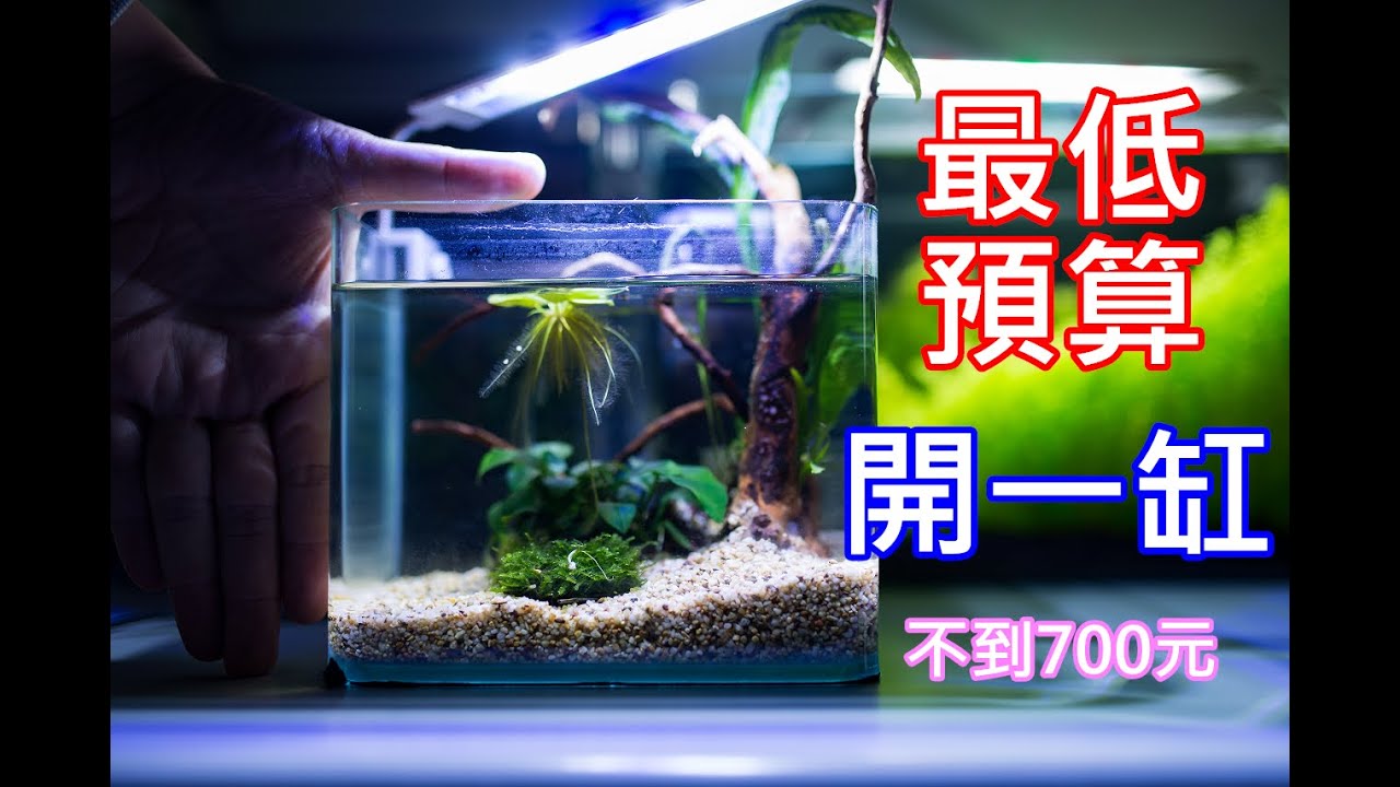 低成本小魚缸 | 都買新的！不到七百塊真的可以開一個小魚缸養東西嗎？ | low budget fish tank | can it work ?