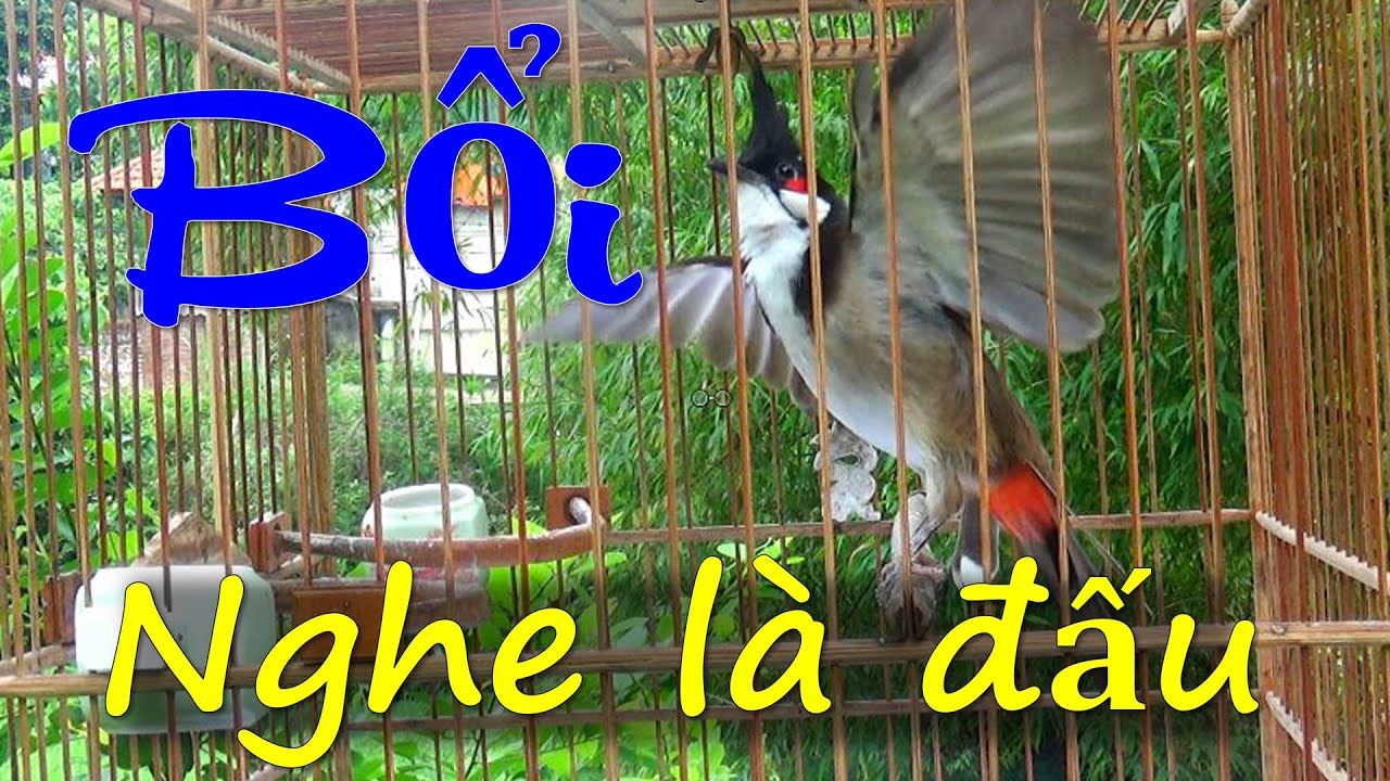 Chào Mào Kích Bổi Lên Lửa, Luyện Chào Mào Mái - Chào Mào Mái Kích Trống Hót Căng Lửa. Chào mào mái