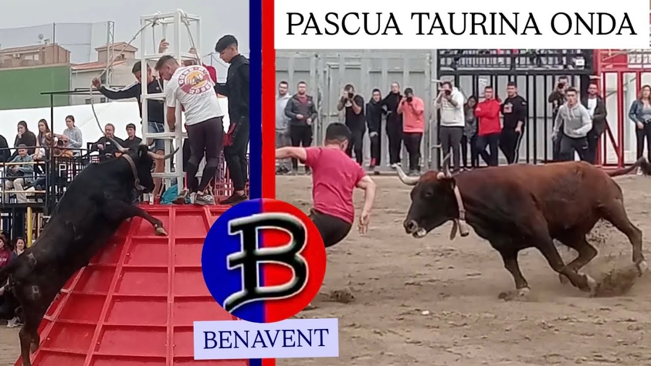 PASCUA TAURINA ONDA 2024/ VICENT BENAVENT #territoriobravo