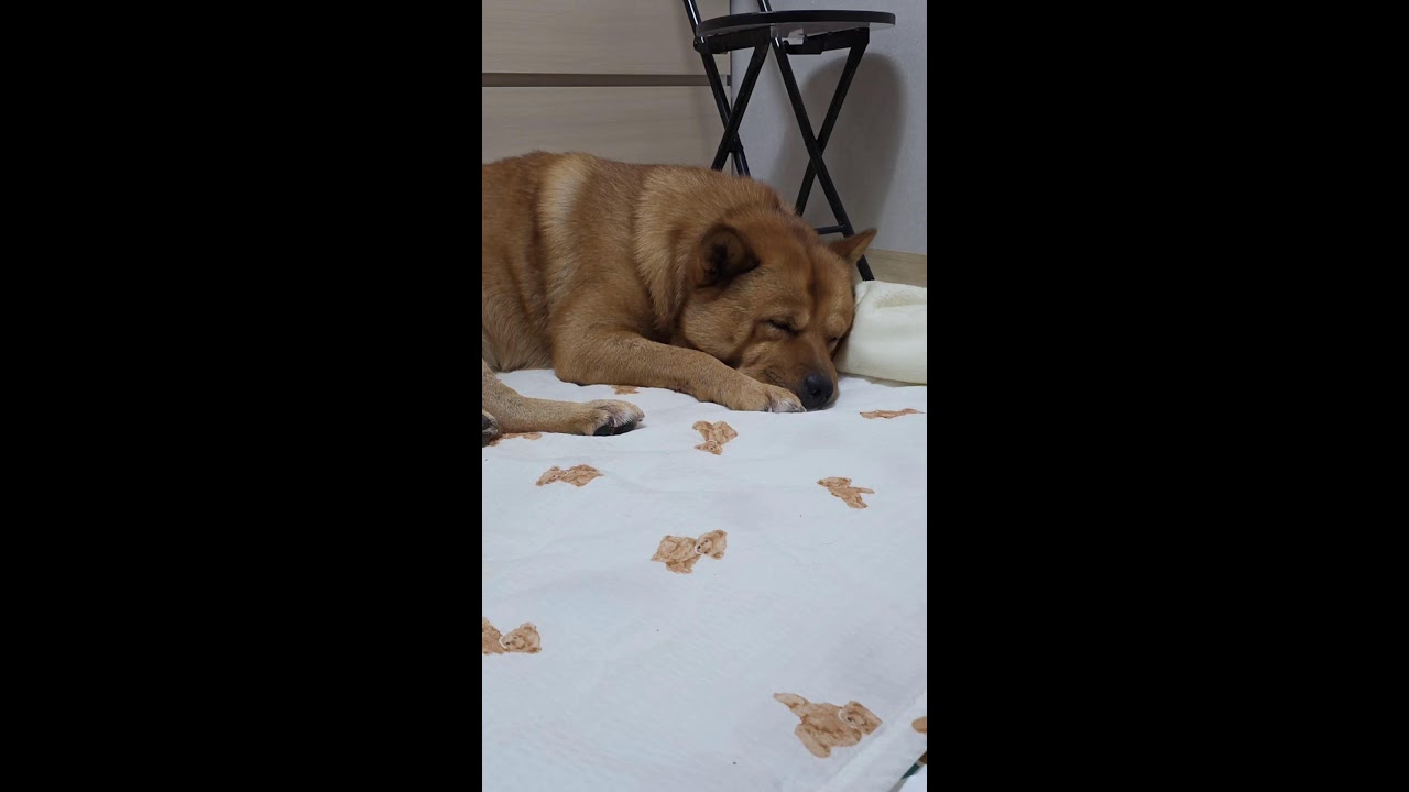 20260207 오전 산책 Morning walk - 따야 Ddaya🐕 #왕크왕귀 #진도믹스 #황구 #시고르자브 #댕댕이