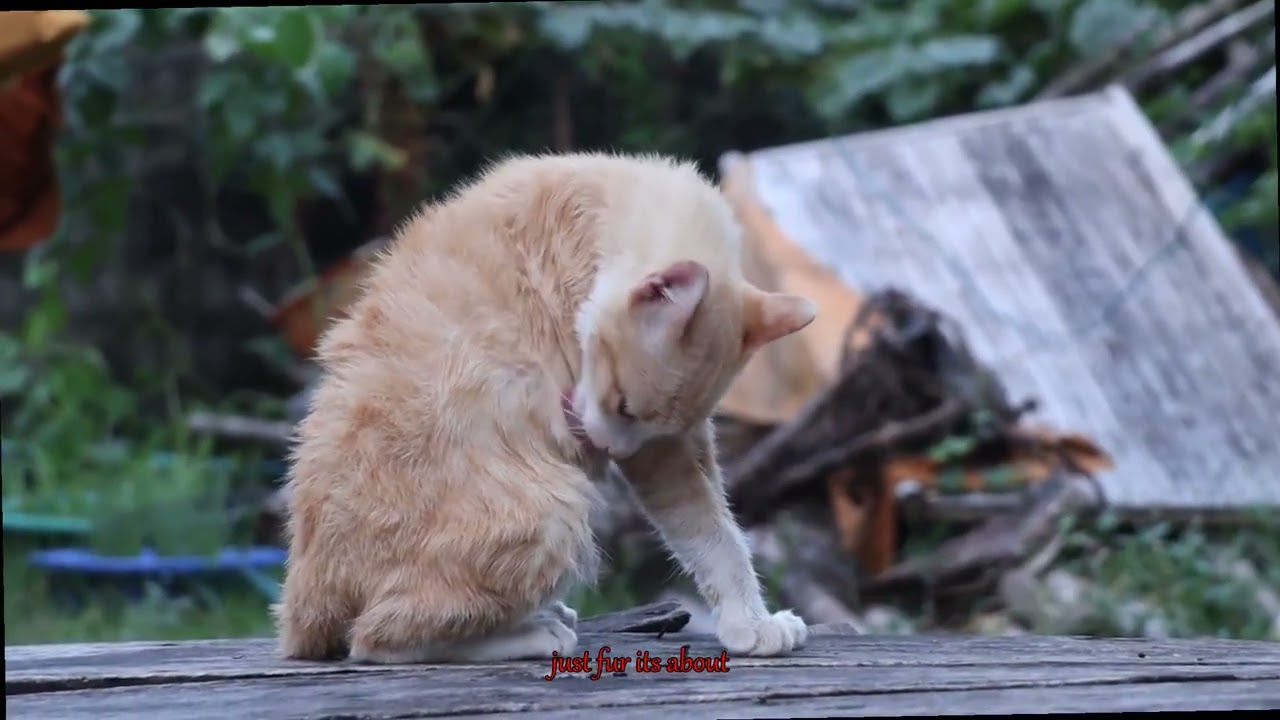 Is Your Norwegian Forest Cat Hiding Serious Health Issues Discover the Grooming Secrets