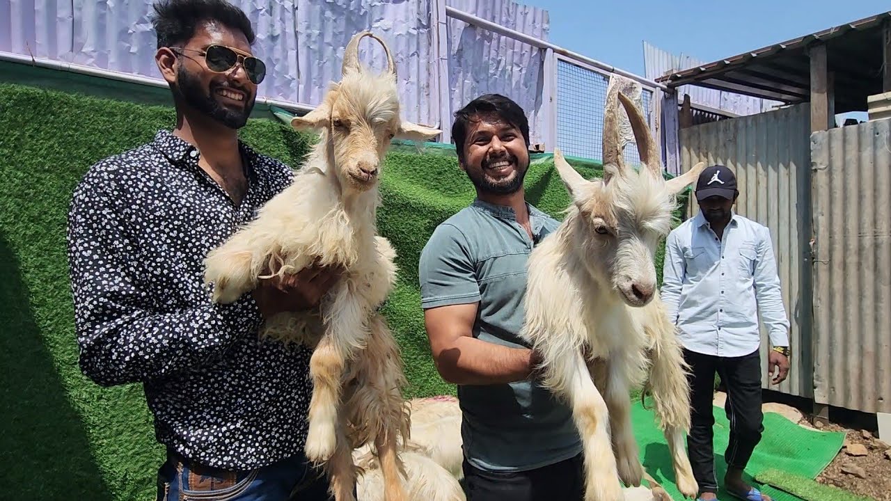 Mr X Goats At Al Muqaddas Goat Farm Pune | Supreme Quality Xing Goats.