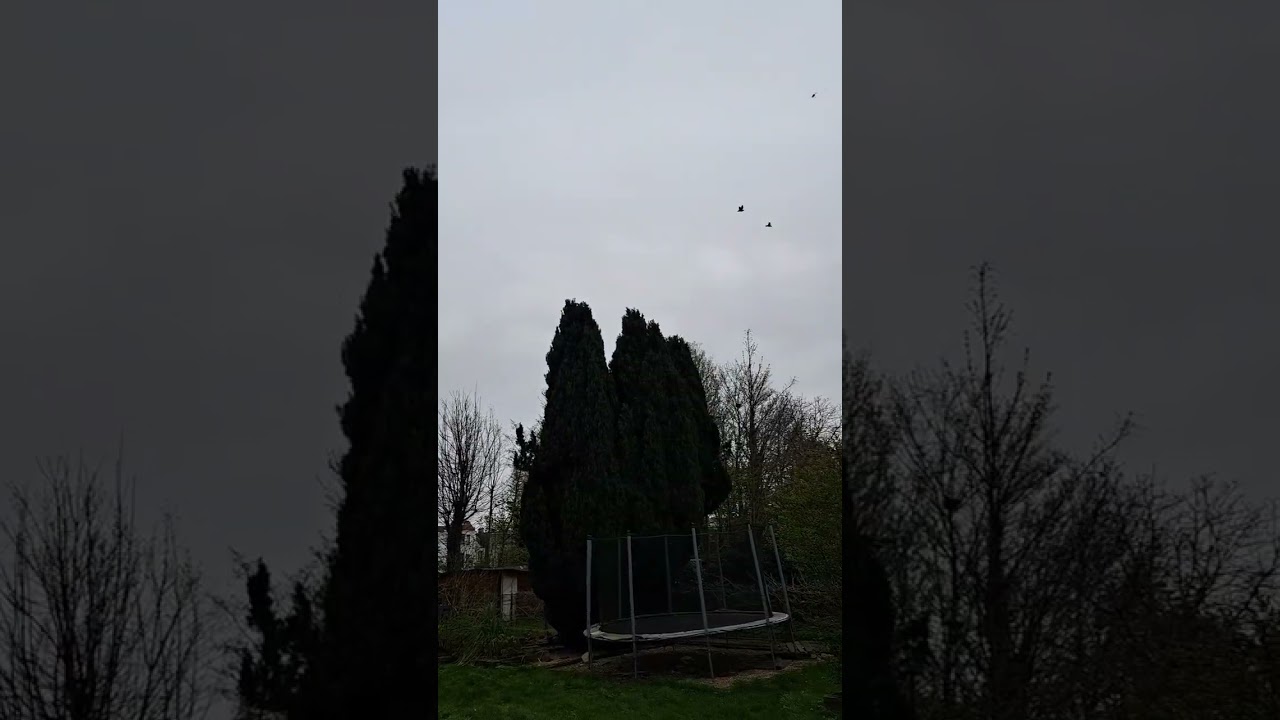 STICHELBAUT. SOSIRE ANTRENAMENT 50 KM.