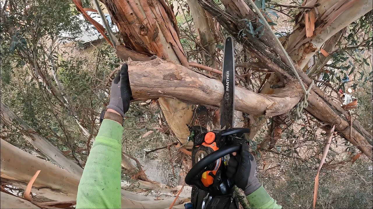 Eucalyptus break out over structure