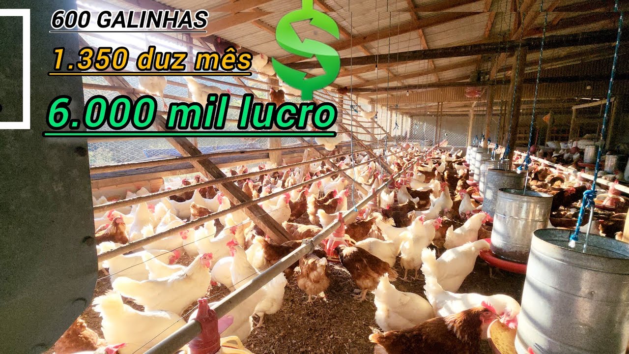 Como criar GALINHAS e ganhar DINHEIRO em 2025.