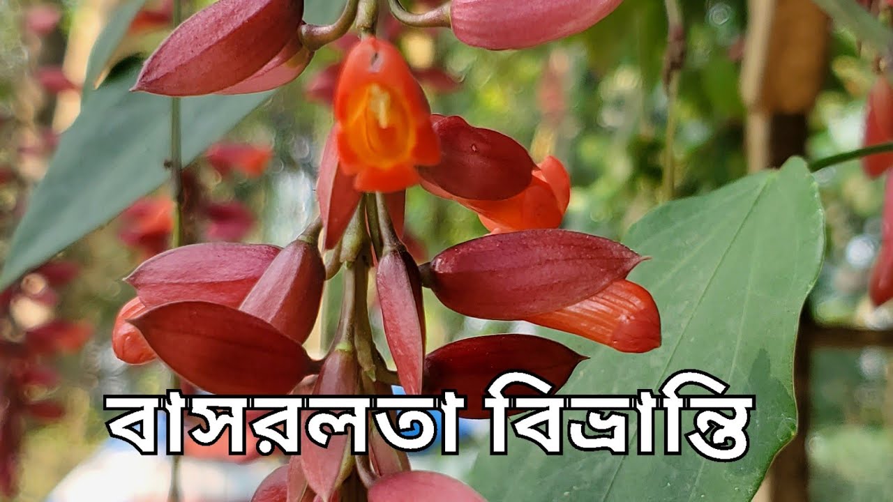 বাসরলতা বিভ্রান্তি