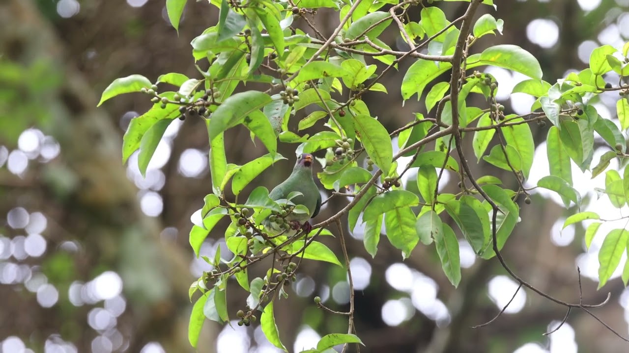 Jambu fruit-dove in Thailand