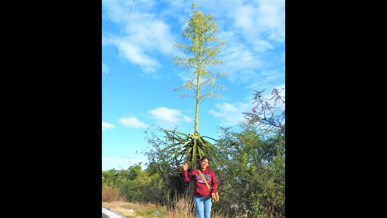 &iexcl; Asombroso ! , Ch&eacute;quen lo que encontramos en la Mixteca Poblana.