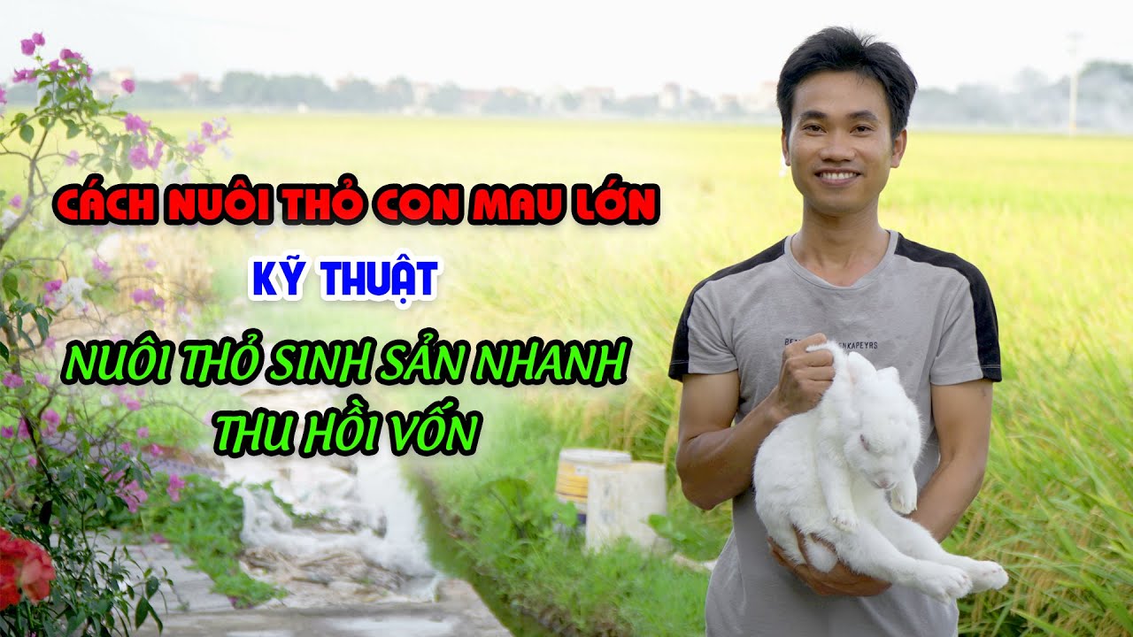Nuôi thỏ sinh sản thu nhập trên 300 triệu/năm || Chia sẻ kỹ thuật nuôi thỏ của anh công nhân 8x