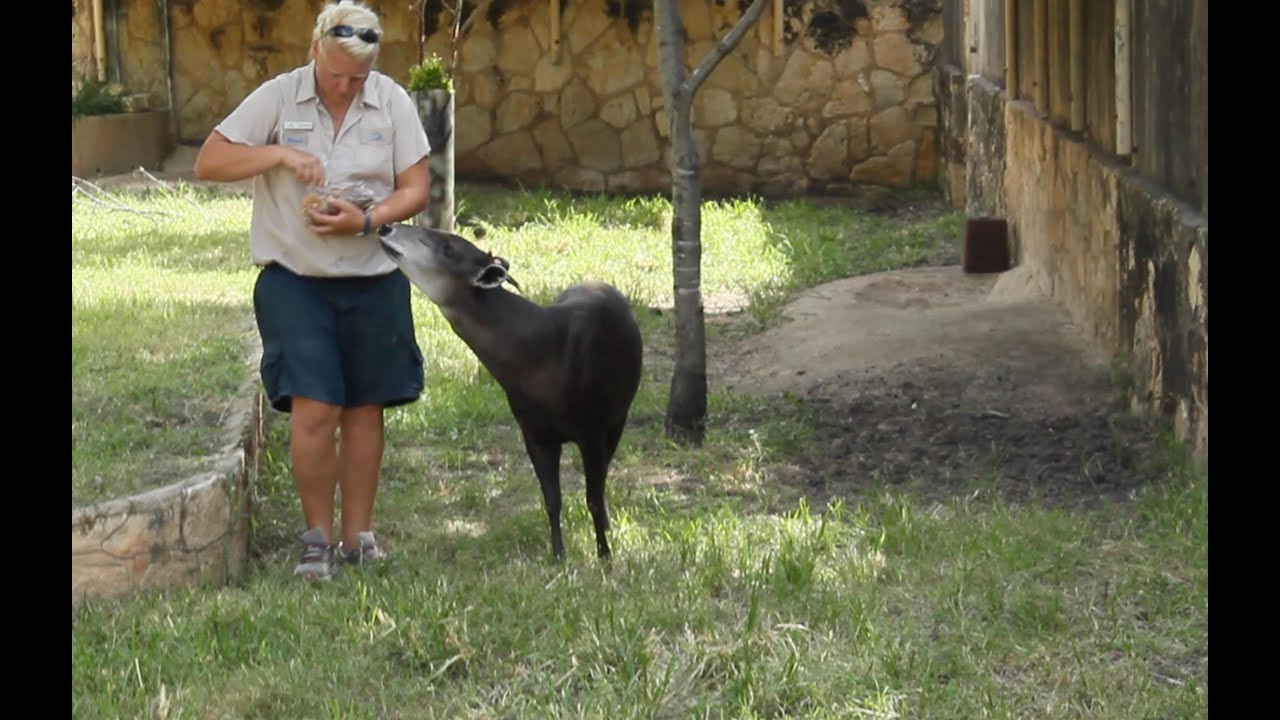 Melannie Yellow-backed Duiker
