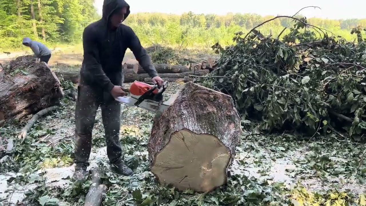 STIHL Cutting Big Wood 🪵 Trees 🌳