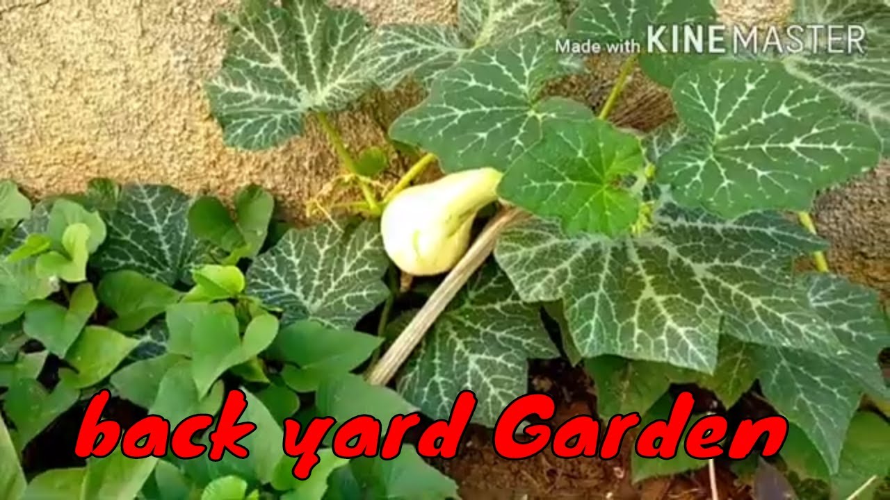 My little vegetable Garden||OFW Israel Amphie Omnes