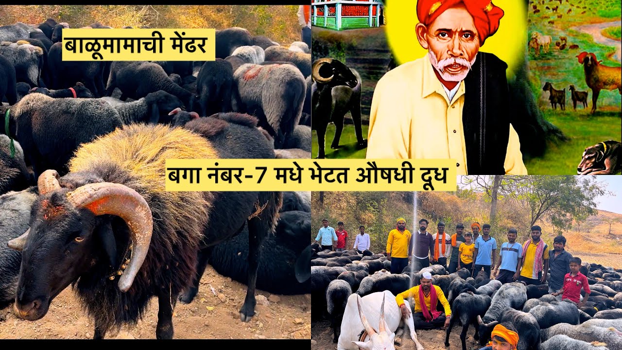 बाळूमामा ची मेंढर,बगा नंबर-7 मधे भेटत औषधी दूध #balumama #balumamabhakt#bhakti #devotional#seva