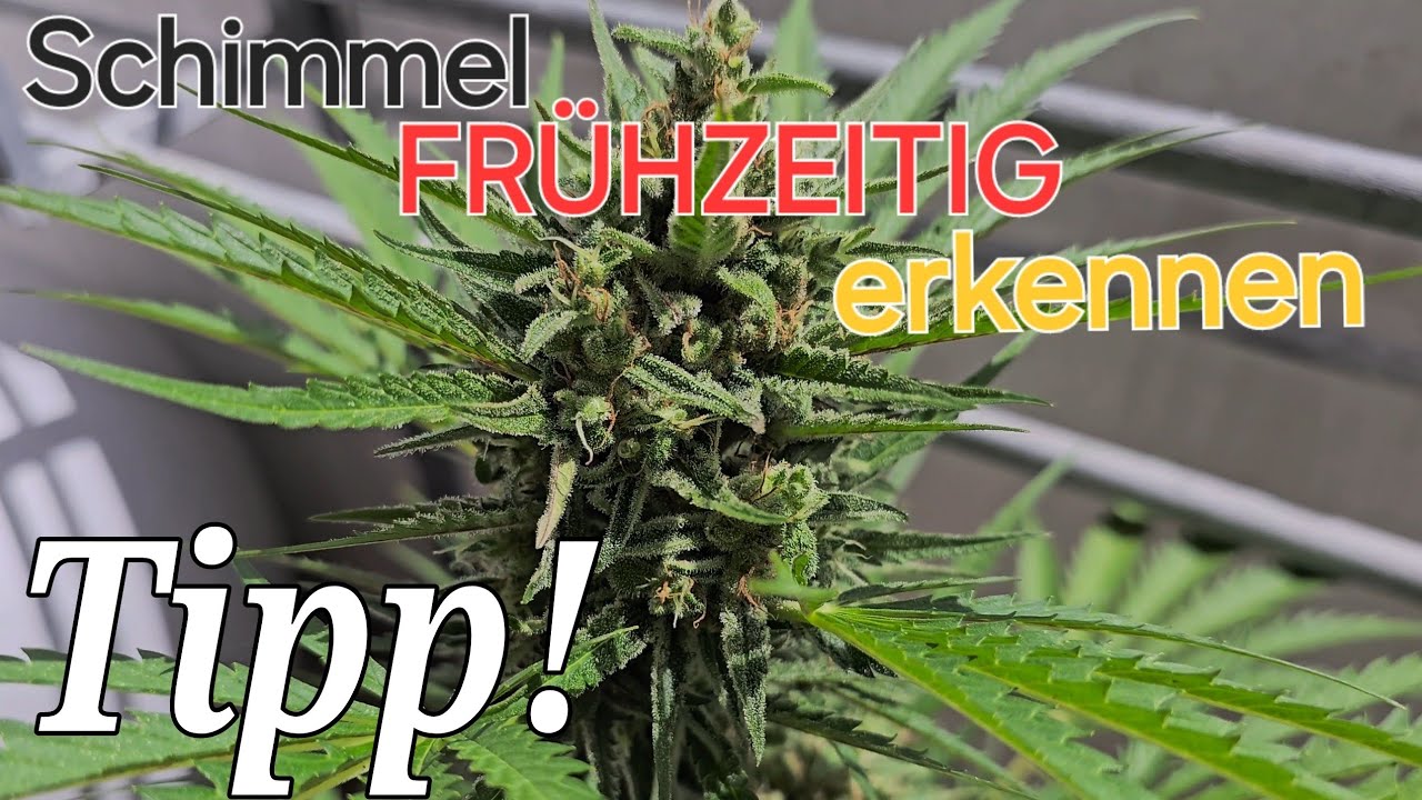 [BudRot/Botrytis💀]‼️Cannabis Schimmel FR&Uuml;HZEITIG erkennen🧐 - Balkon/Outdoor Grow DEUTSCH-AUTOFLOWER