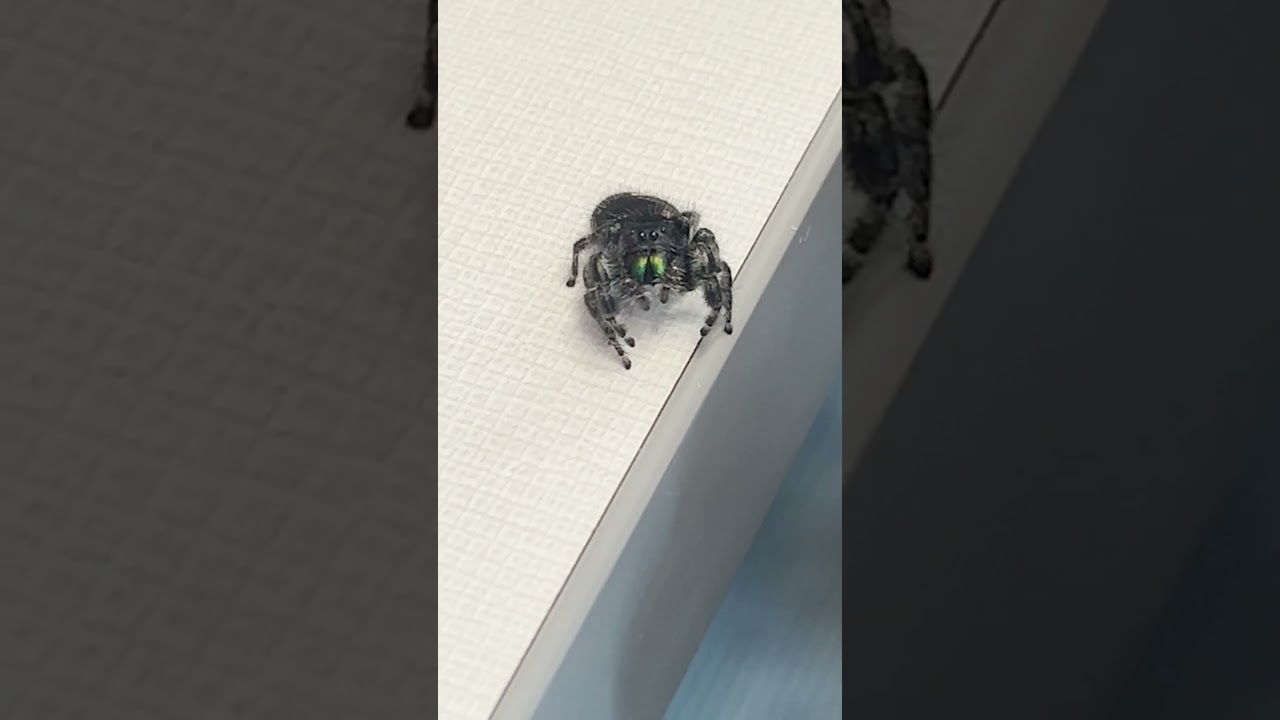 Clinic Found a Jumping Spider at Work&mdash;And It&rsquo;s Kinda Adorable
