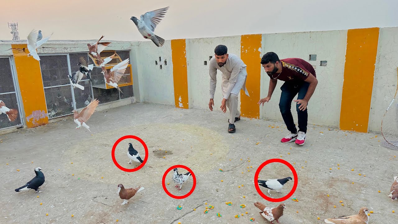 Aaj kabutaron ke larai karwa kar 1 kabutar utar liya😱😳