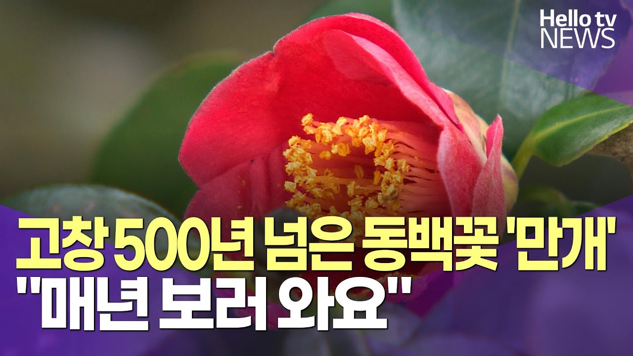 고창서 500년 넘은 동백꽃 '만개'…