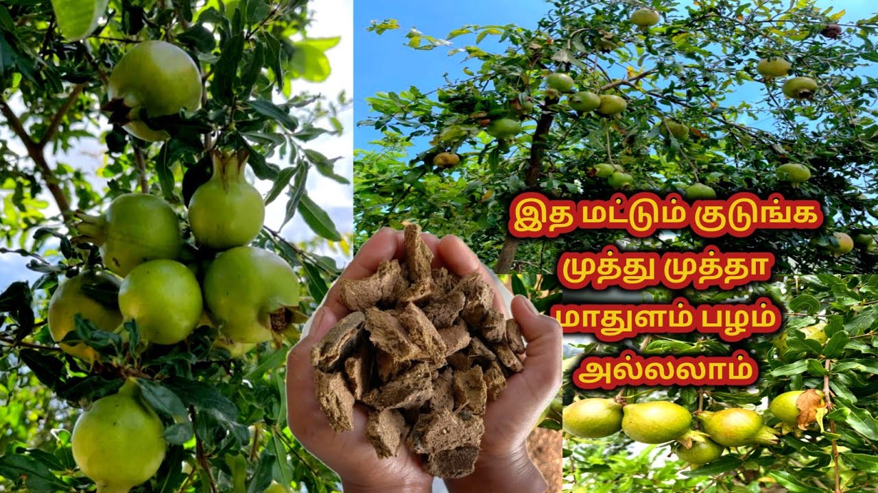 இனி மாதுளம் பழம் கடையில் வாங்க மாட்டீங்க || How to grow pomegranate plant in tamil
