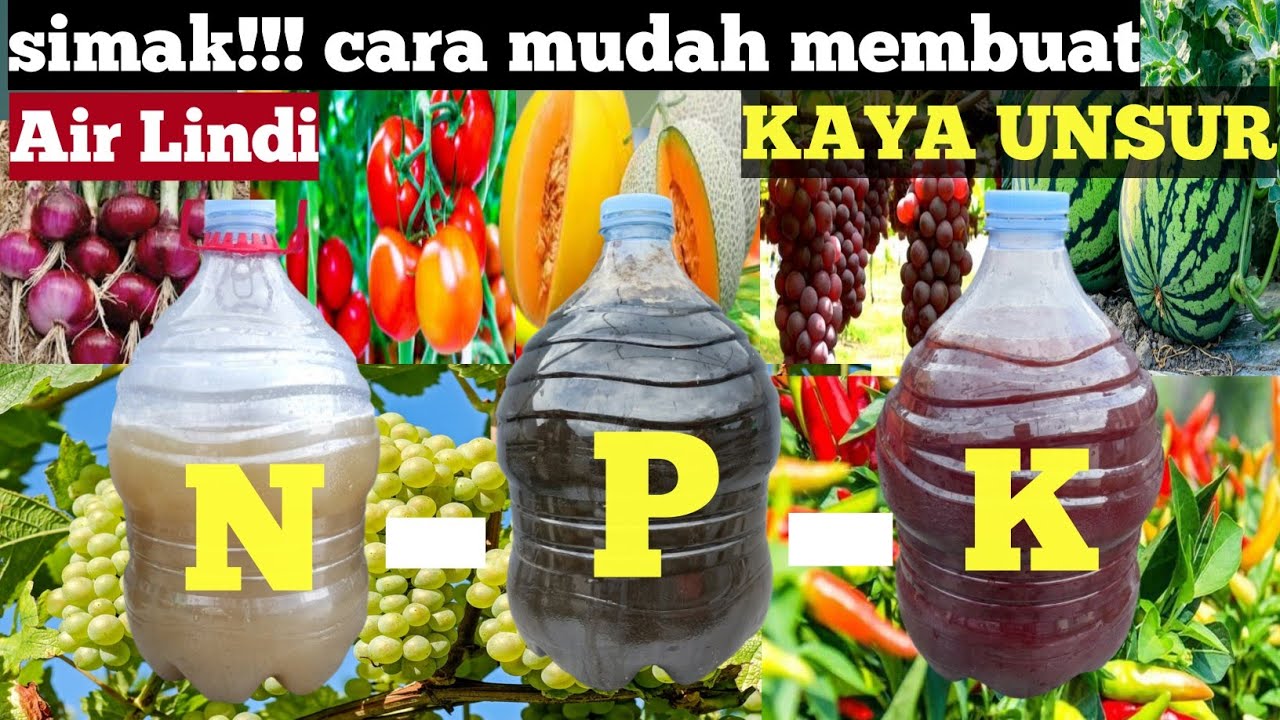 Cara membuat air lindi kaya usur NPK untuk pembuahan anggur & melon. 12 Juni 2025