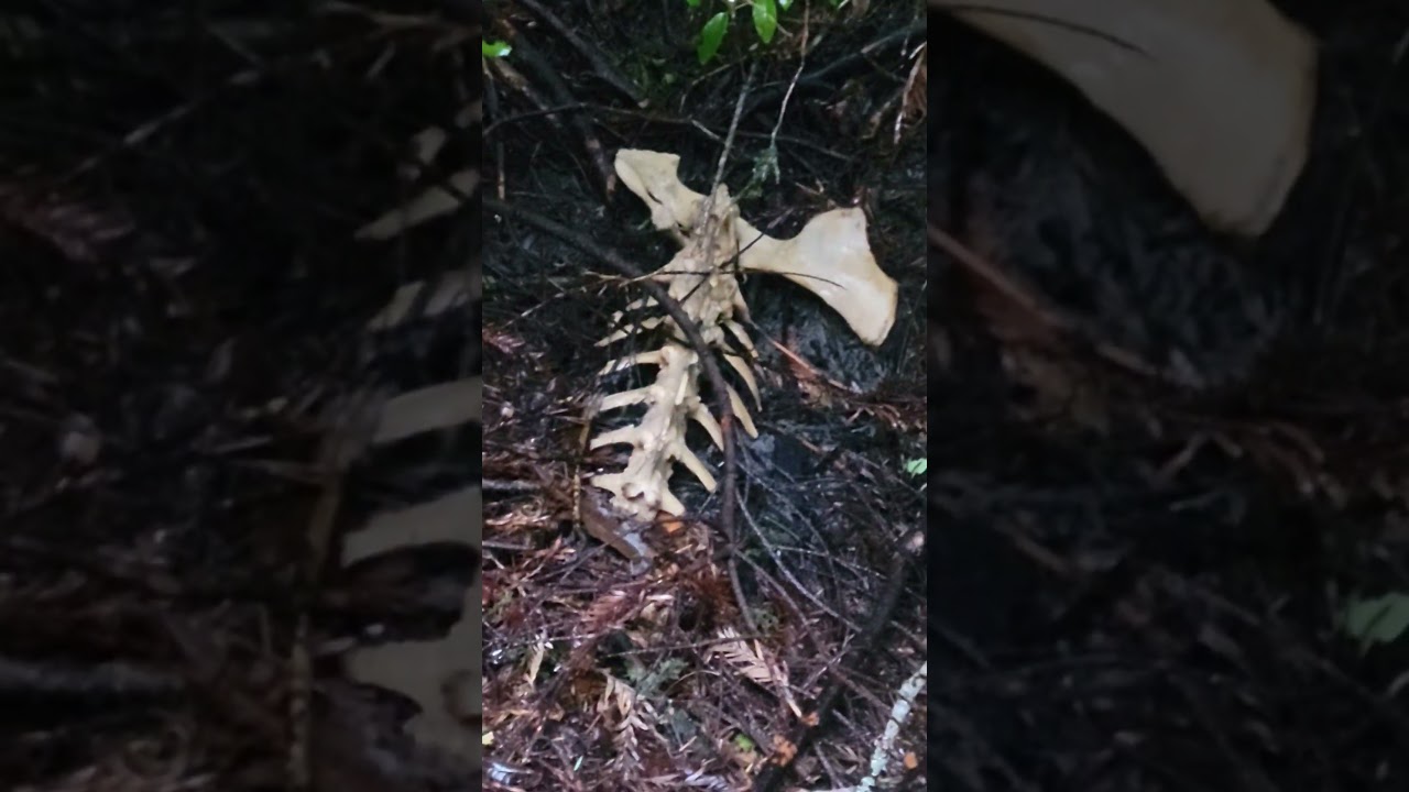 found a bear skeleton 😳
