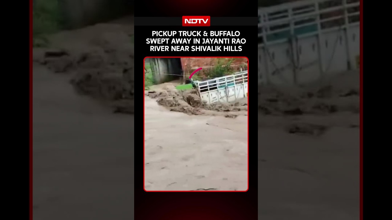 On Camera, Pickup Truck & Buffalo Swept Away In Jayanti Rao River Near Shivalik Hills