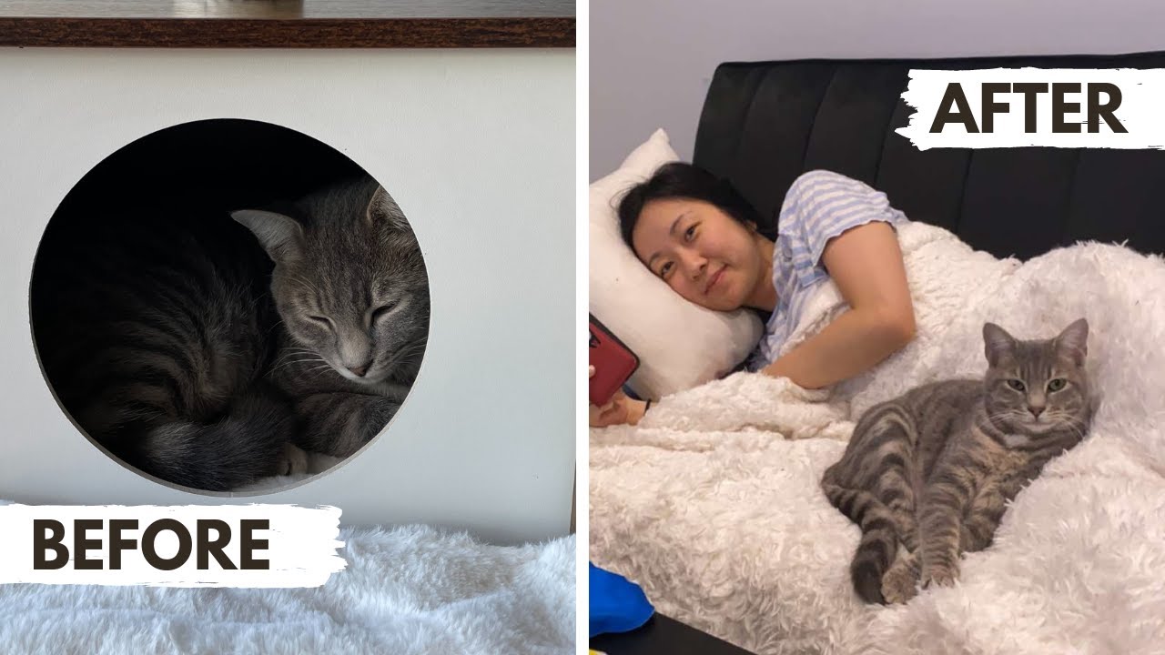 How To Gain a Cat’s Trust: My Experience