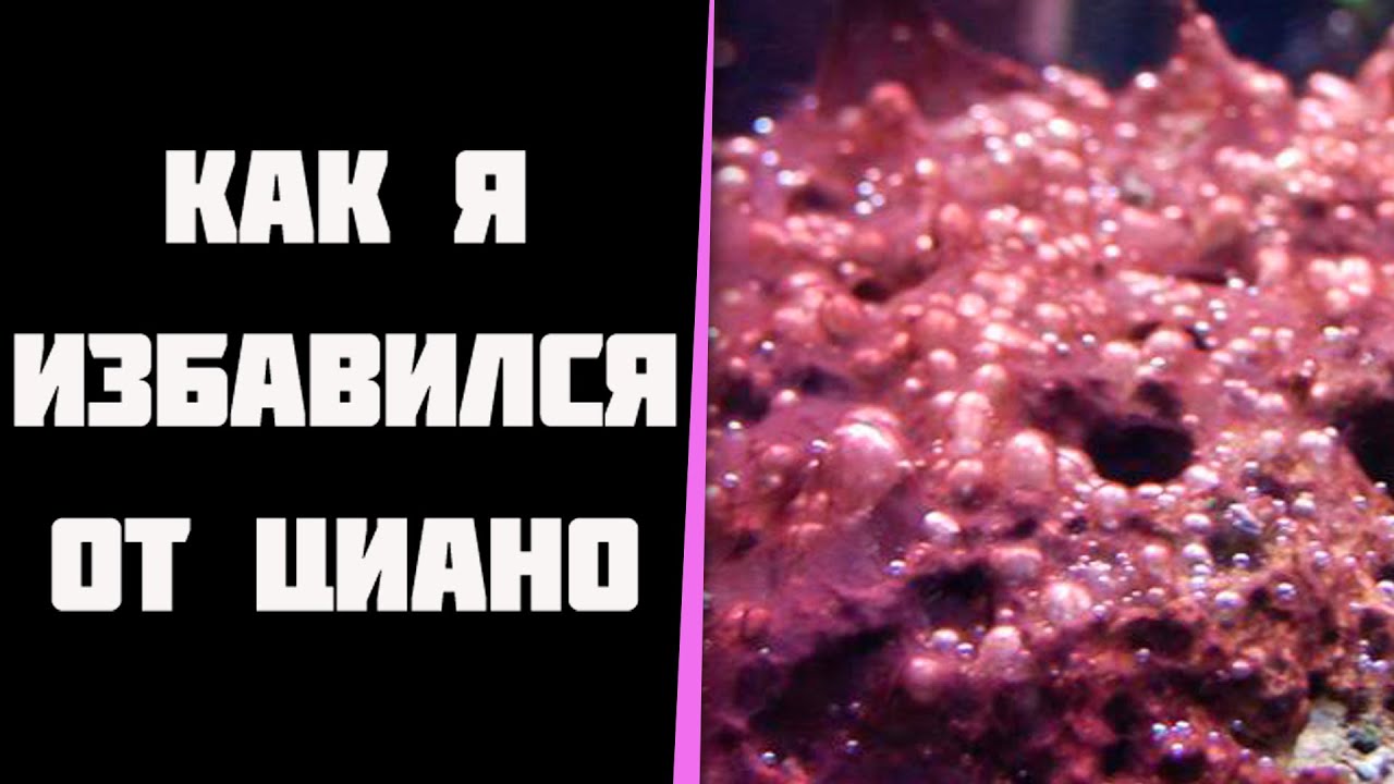 Как я избавился от цианобактерий в морском аквариуме. Циано.