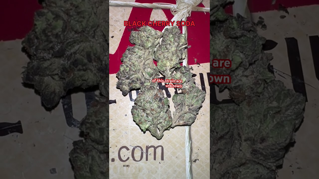 Black Cherry Soda Cannabis Flower Strain #420 #strainreviews #cannabiseducation #cannabiscommunity