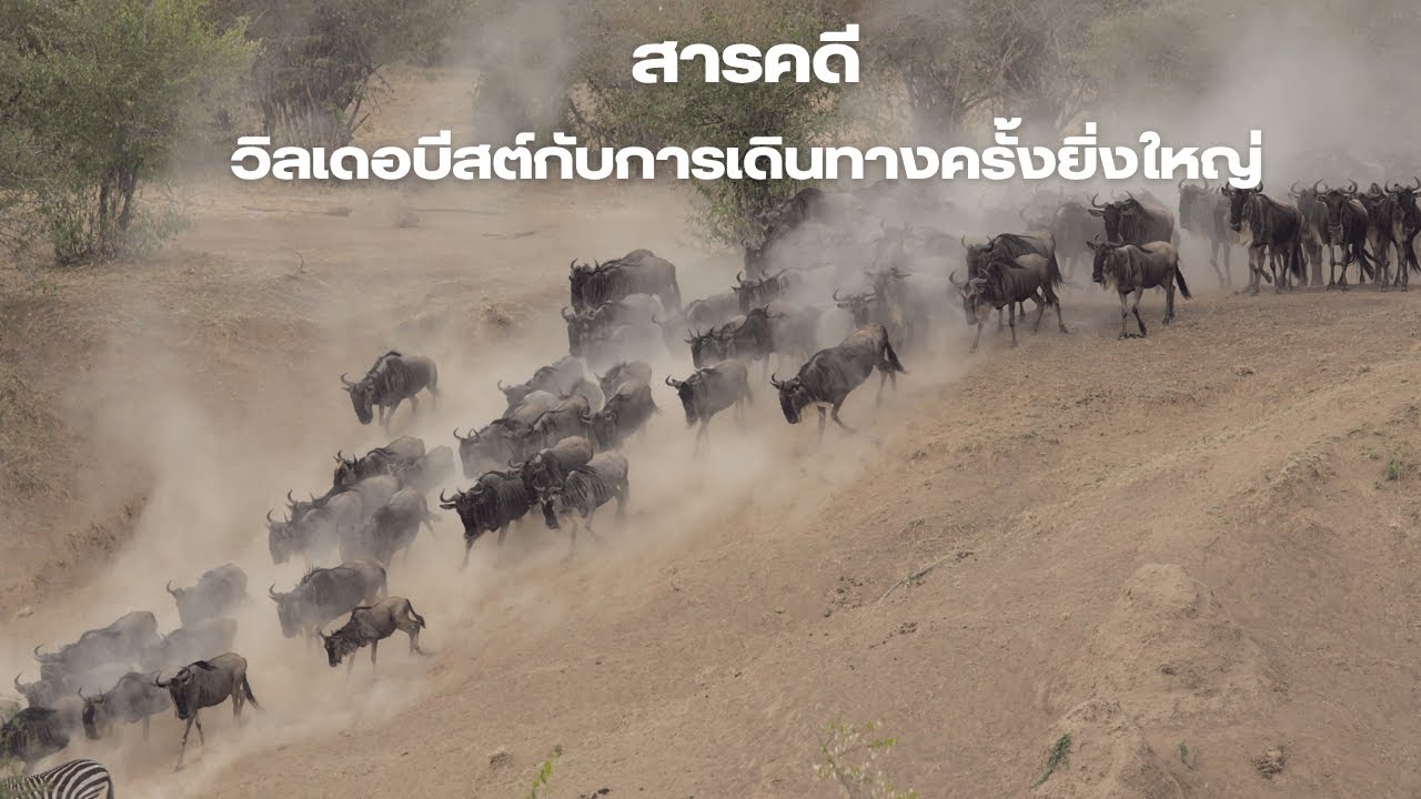 Великая миграция гну 🐃🌍