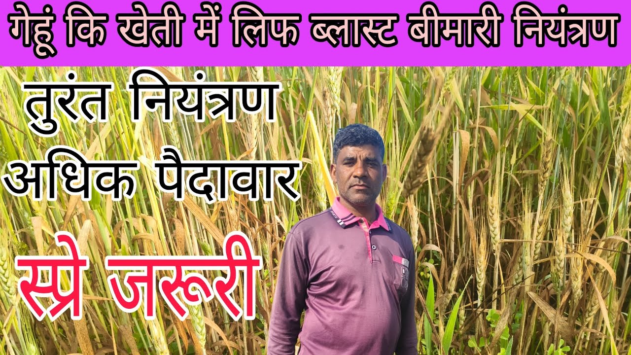 गेहूं की फसल में आने वाली फफूंद जनित बीमारी को नियंत्रण करने हेतु उचित स्प्रे करें।इस बीमारी काउपाय 
