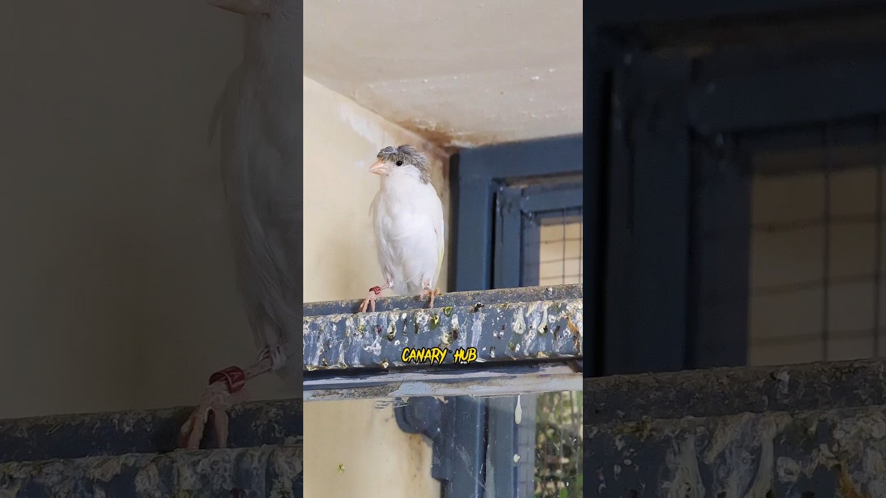 white crested canary bird 