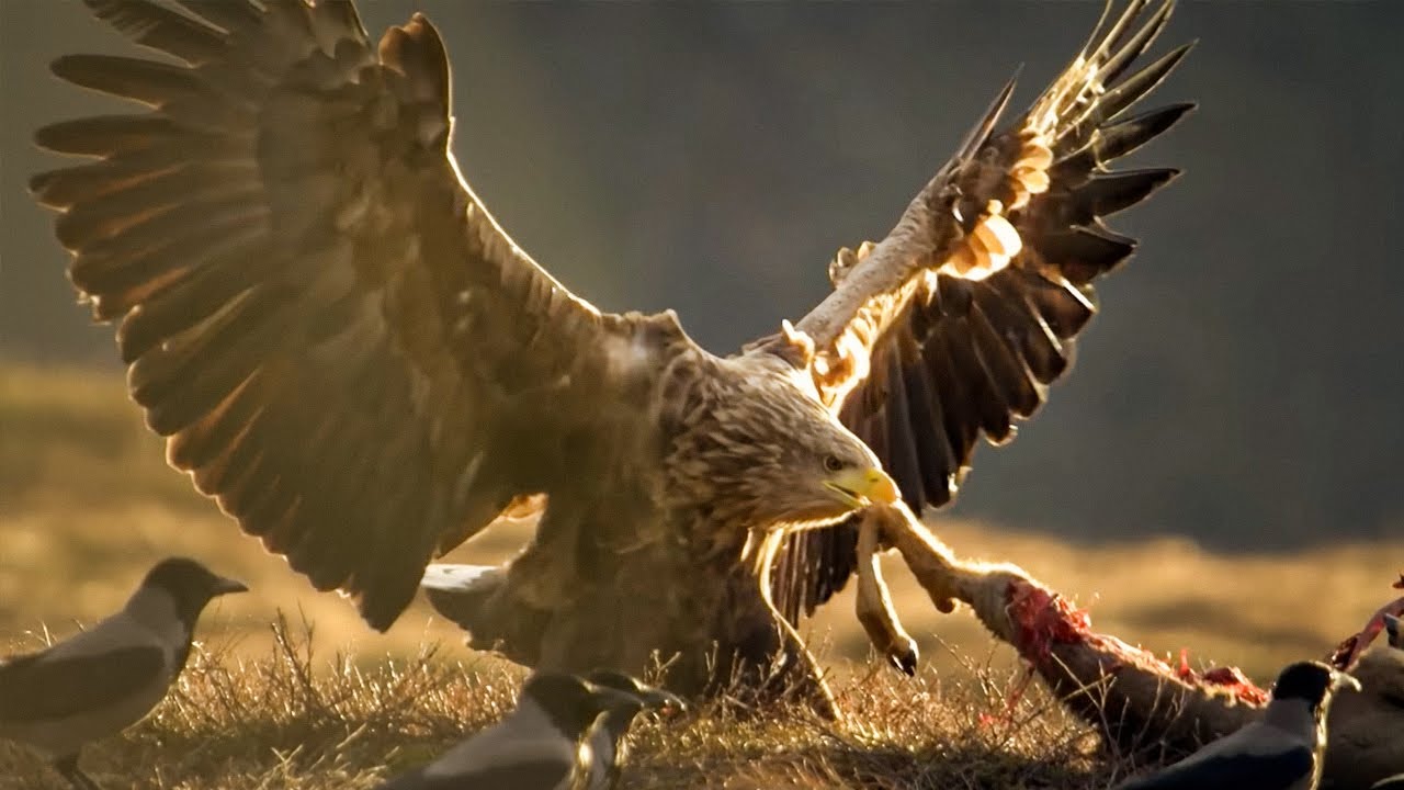 The Sea Eagle, the King of the Seas | Wildlife Documentary