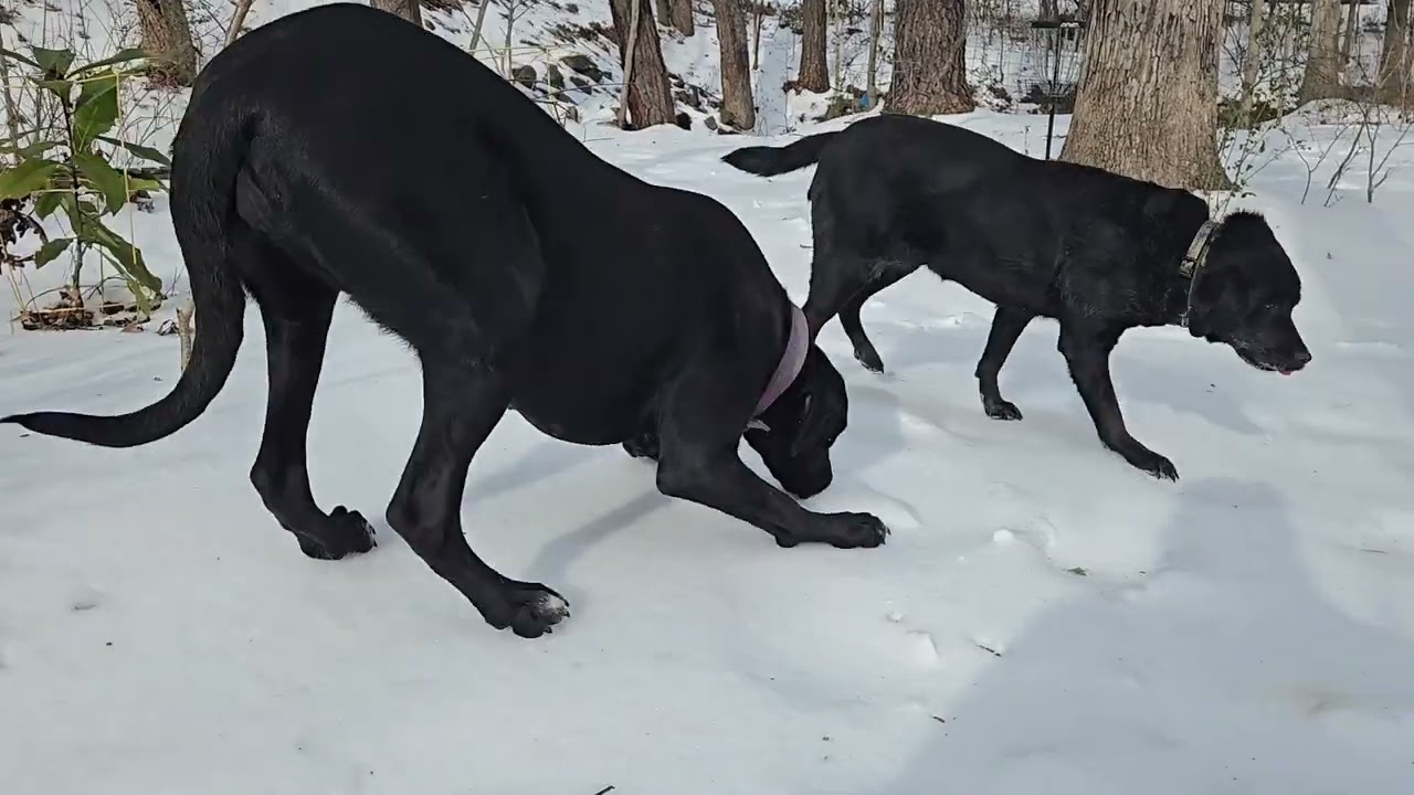 Great Dane and Lab: Ice Storm Expedition