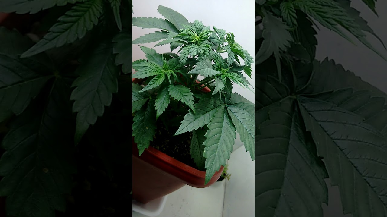 Cultivo Vega cannabis