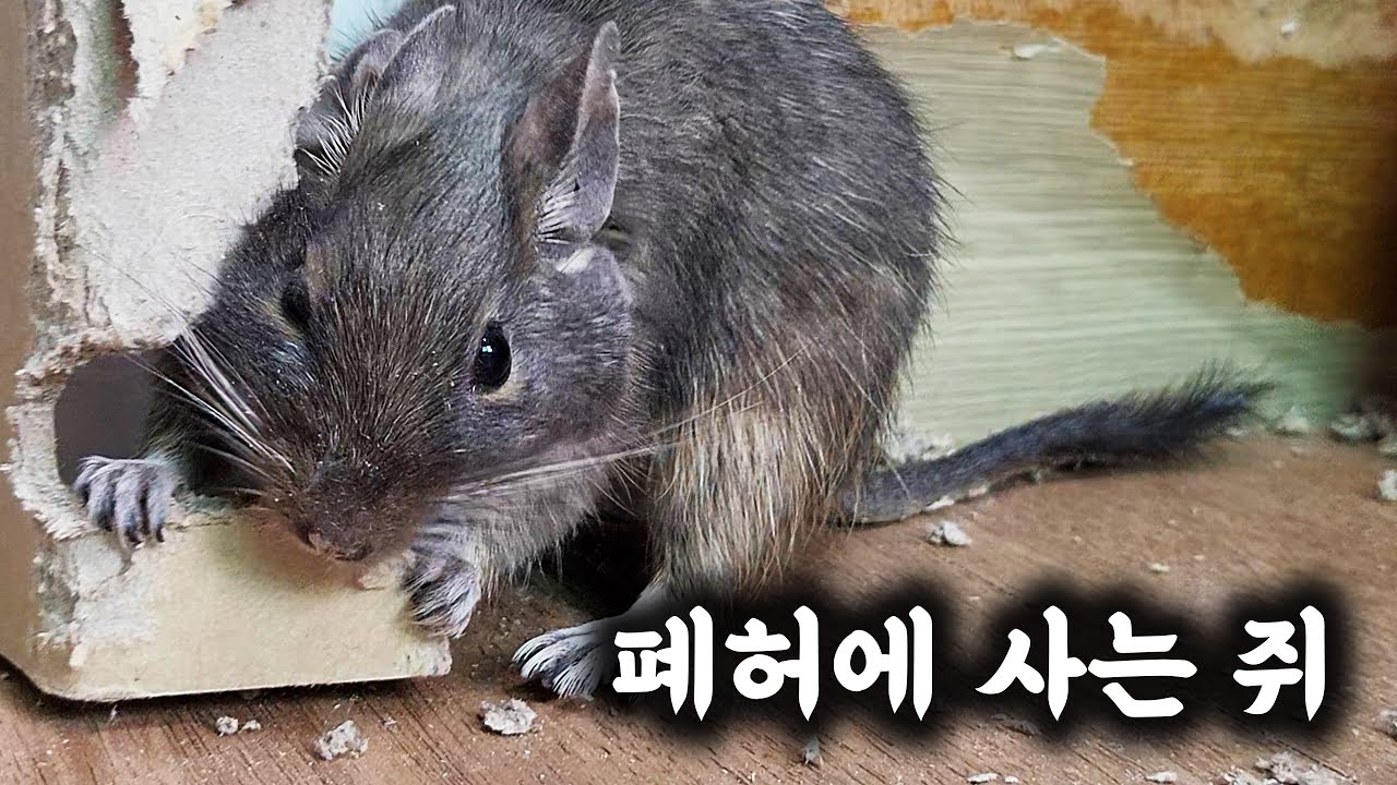집안 좀 고만 뿌셔 ㅠㅜ 하는 초갈 영상