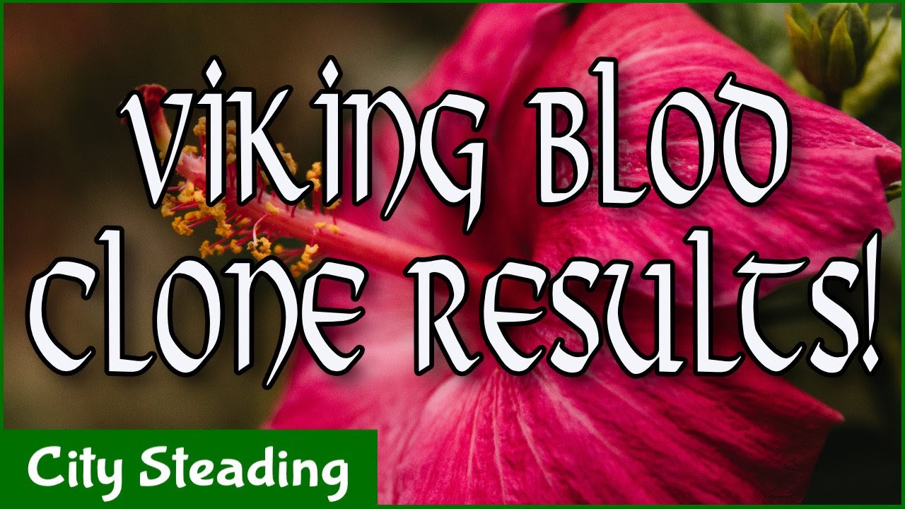 Viking Blod Clone Results