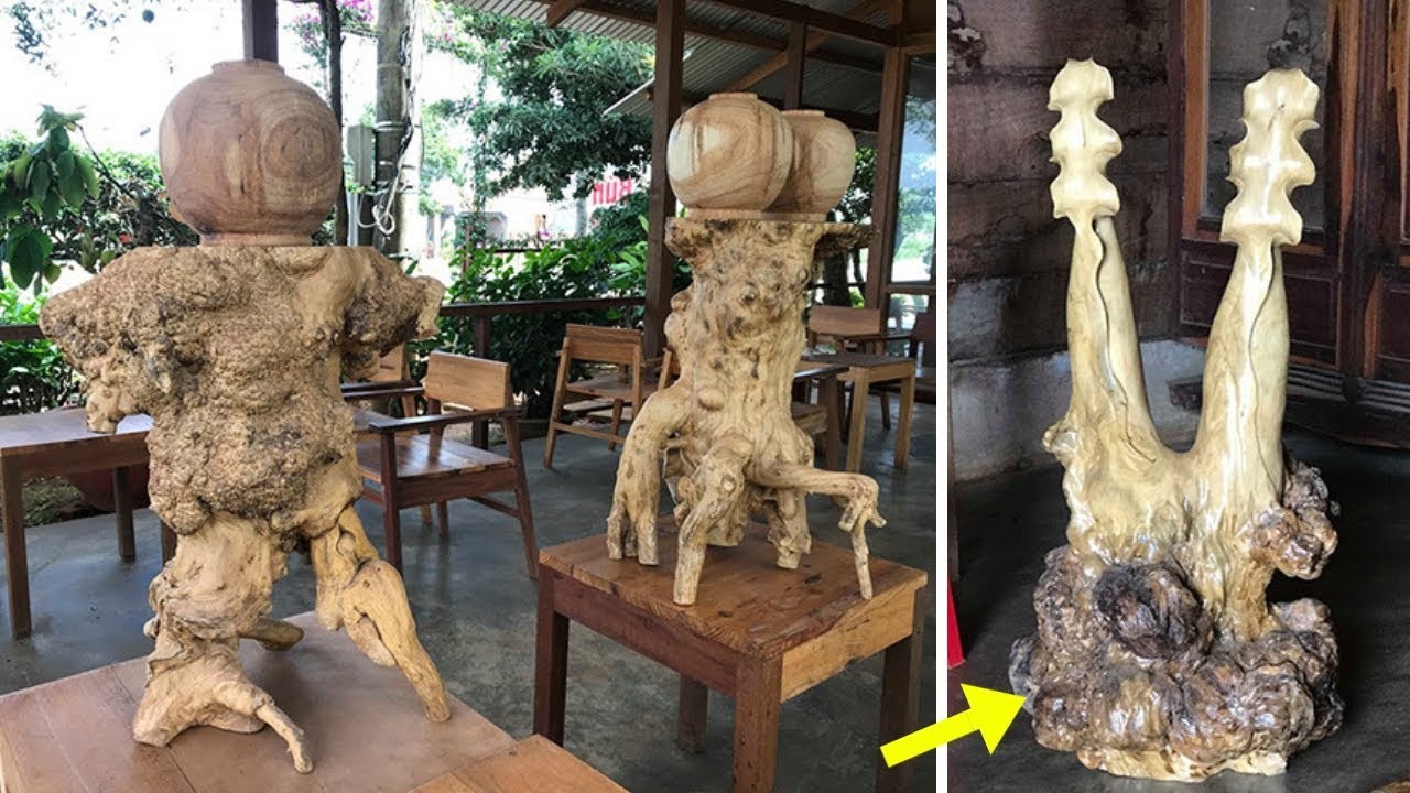 Độc đáo những gốc cà phê CỔ THỤ u bướu tưởng bỏ đi lại giúp 