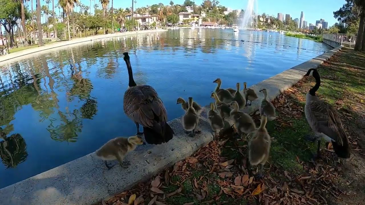 Echo Park Lake, Oasis in Downtown L.A. (DTLA) 5/2023