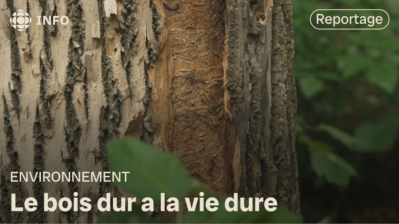Les arbres de bois dur menacés par les maladies et les ravageurs | La semaine verte